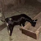 تيوس بلدي شرط جبره