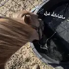 مهره عربيه
