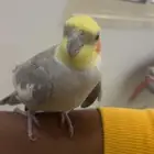 كرولن حبشي منتج اليف