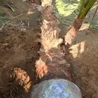 نخيل وشنطونيا زينه رقم 1