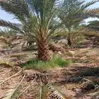 لدينا جميع انواع انخل العربي
