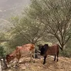 بقر للبيع