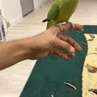 درة اليف جدا