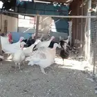 رومي بياض امهات 80ريال