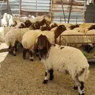 ذبايح نعيم