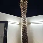 نخيل عربي للبيع جميع الانواع والمقاسات وصل مزروع