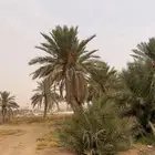 معلم تنظيف نخل وتنسيق الحدائق