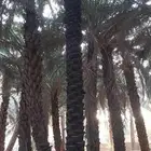 سلام عليكم يوجد لدينا عمال نخيل