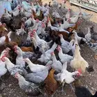 حوالي 500 دجاجه مشكله بلدي للبيع