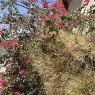نعمل على تقليم واعادة تأهيل الاشجار