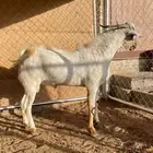 تيس فحل فاخر