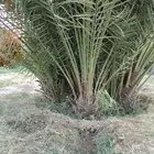 نخل جثيث صفري صغير وكبير