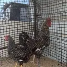 للبيع ديكين ودجاجه