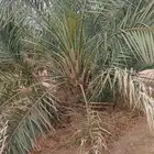صقعي مجدول عجوه صفواي للبيع