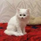 كيتن شيرازي