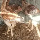 للبيع دجاج باكستاني