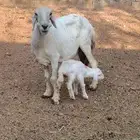 شاه خلفه