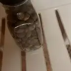 بذور لبان عماني