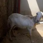 رخلى للبيع لي تواصل واتساب