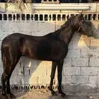 مهر شعبي