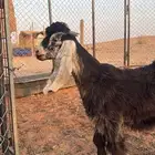 تيس عارضي مشروع فحل شق توم