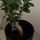 نباتات داخلية منزلية