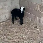 السلام عليكم ورحمة الله وبركاته للبيع خروف