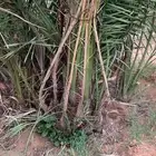 فروخ طيبه وجثايث
