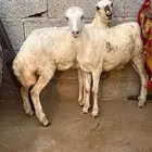 رخيل بلدي