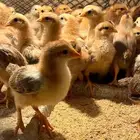 صوص فرنسي احمر