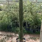 الاشجار الجهنميات الماليزي والشجره الكنه وسرو نوصل جميع المن