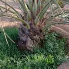 نخل عربي