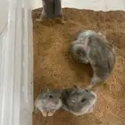 هامسترات روسي كامبل