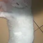 بسه للتبني على وشك الولاده