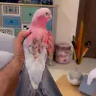 ببغاء كوكاتو قالا متكلم قمه ف الولافه امن ع الاطفال