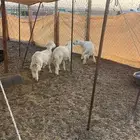 طليان حريه عمر 6 أشهر فل لحم وشحم