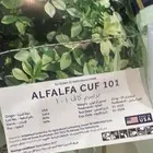 السلام عليكم ورحمه الله 80 كيس برسيم أمريكي للبيع السعر 2600
