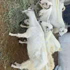 المظيلف عرض مميز