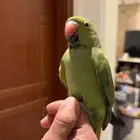 فرخ دره ذكر بدايت طلوع الطوق واضح