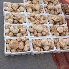 فقع طيب جديد بلدي الان وصل