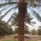 توريد النخيل العربي والواشنطني وجميع اعمال النخيل تكريب