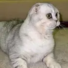 سكوتش فولد للبيع ذكر