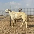 طلي فحل فاخر