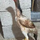 دجاجه شامو ياباني فاخره