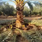 فسايل ونخيل كبير ونقابل بجميع انواعها ومقاساته