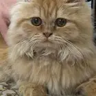 قطة شيرازية