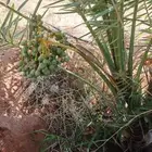 يتوفر لدينا فسايل نخيل طيب