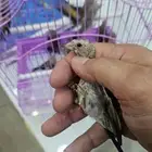 فراخ حسون سوريه
