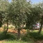اشجار اسدر وزيتون
