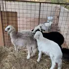 السلام عليكم ورحمة الله وبركاته للبيع طليان العدد 4 الصحه شر